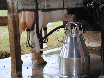 Nadpodaż zalewa rynek mleka. Co czeka polskich hodowców?