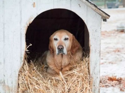 Gmina prosi o słomę i siano na ocieplenie psich bud