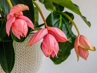 Zapomnij o storczykach. W tym sezonie to ona rządzi na parapetach