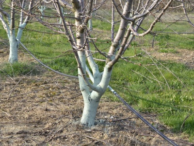 Rozsyp pod drzewami owocowymi. Tak ochronisz je przed śniegiem i mrozem