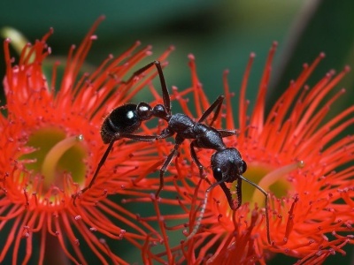 Uważaj na feriach: śmiertelne niebezpieczeństwo w ciepłych krajach, które ledwo dostrzeżesz gołym okiem. Roznoszą choroby i pasożyty!