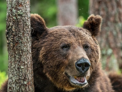 Niedźwiedzie mogą się w każdej chwili wybudzić. Nie śpią głęboko
