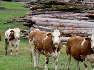 Chiny wznawiają import irlandzkiej wołowiny