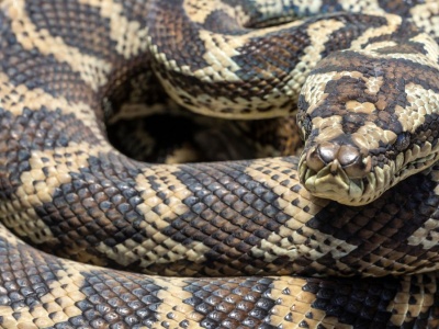 Koszmar po przebudzeniu. 