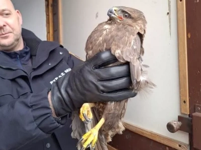 Ranny myszołów zaufał strażnikom Ekopatrolu