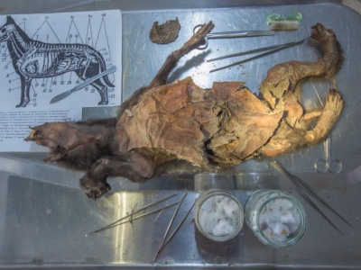 W żołądku wilka znaleziono cały genom nosorożca włochatego. Gatunek nie wyginął przez ludzi?