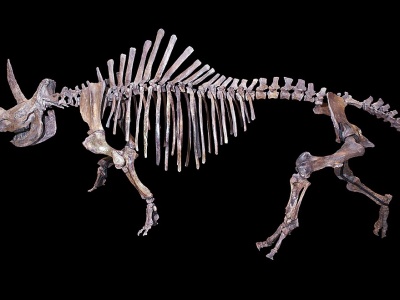 Ostatni posiłek wilczego szczeniaka okazał się kapsułą czasu dla wymarłego giganta