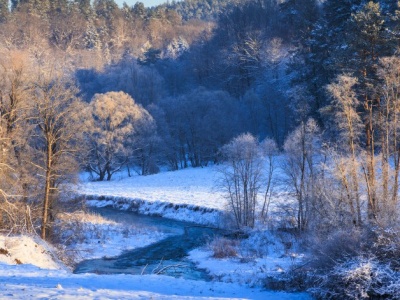 Na tropie leśnych zwierząt. Zimowy quiz przyrodniczy dla każdego