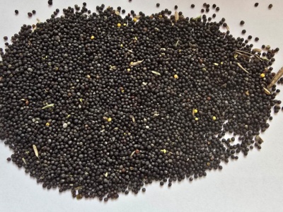 Ceny zbóż w skupach w połowie stycznia 2026 r. Rzepak idzie w górę