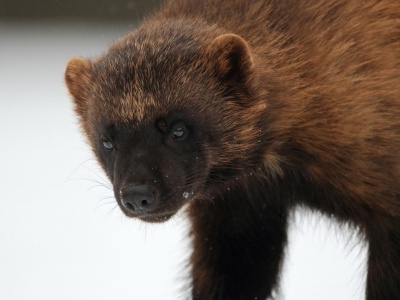 Rzadki drapieżnik budzi przerażenie. Wraca po 100 latach