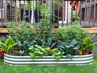 Wybrali trującą roślinę roku 2026. Wcale nie rośnie w dżungli. Uprawiasz ją w ogrodzie