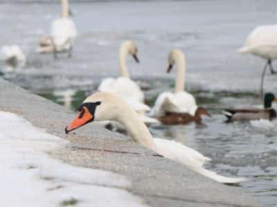 Zimowe życie nad Wisłą. Łabędzie i kaczki przyciągają spacerowiczów