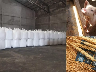 Ceny zbóż w górę, trzoda tanieje, saletra drożeje. Jak reagują rzepak i bydło?