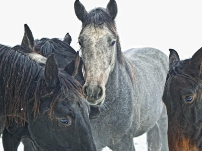 335 koni sprzedane na sfałszowanych papierach. Handlarzowi grozi 10 lat więzienia