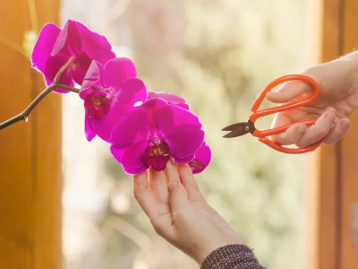 Po kwitnieniu storczyk nie odpoczywa. On czeka na Twoją decyzję