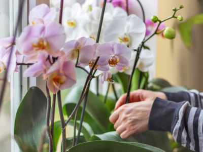 Storczyki nie chcą kwitnąć? Wystarczy raz w miesiącu podlać je kuchennym odpadem
