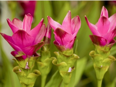 Ta roślina przypomina papugę. Zamieni twój parapet w tropikalny raj