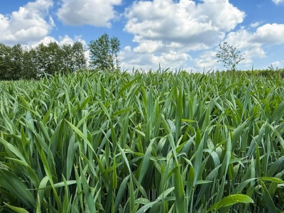 Optymalny program ochrony zbóż. Zobacz, jak zoptymalizować koszty i nie stracić plonów