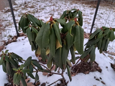 Podsyp rododendrony proszkiem z kuchennych odpadów. Wiosną obsypią się kwiatami