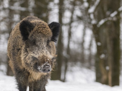 Znów planują krwawą politykę w Polsce. Płacą 650 zł za samicę