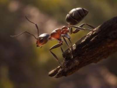 Sobotnie podsumowanie wyprzedaży gier PC w GOG.com. Empire of the Ants za 62,59 zł!