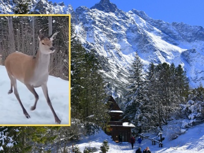 Pojawiły się na drodze do Morskiego Oka. 