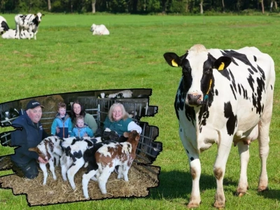 Weterynarz nie wierzył własnym oczom. Krowa urodziła pięcioraczki