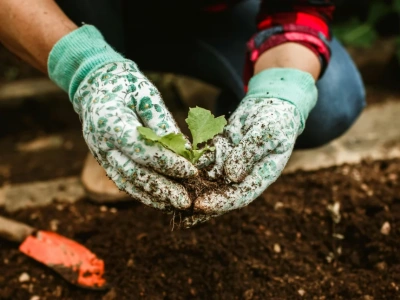 Ogrodowe Miasto, edycja druga. Legnicki ratusz czeka z pieniędzmi na działkowców