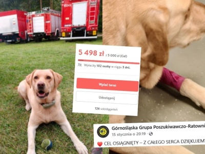 Udała się zrzutka na Akirę, czworonożną ratowniczkę, którą zaatakowało jakieś choróbsko 