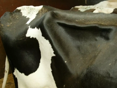 Wystarczy jedno spojrzenie. Dół głodowy zdradzi, jak jadła krowa