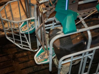 Nowość w oborze. Toaleta dla krów ogranicza emisję gazów