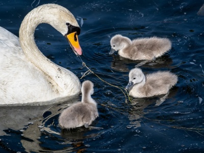 Od Arki Noego do gołębia pokoju: świat zwierząt w refleksjach papieży