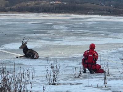 Akcja ratunkowa na zbiorniku Sosnówka. Strażacy przyszli z pomocą rannemu jeleniowi.