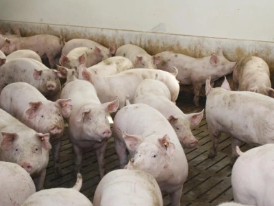 ASF i Chiny mieszają na rynku świń. Nadchodzą trudne miesiące