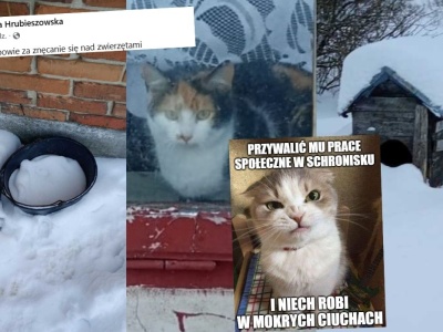 Gospodarz, który porzucił gospodarstwo ze zwierzętami na pastwę zimy odpowie jak za znęcanie