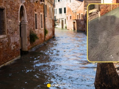 Miliony ryb w kanałach Wenecji. Eksperci wiedzą, dlaczego wynurzyły się z dna laguny