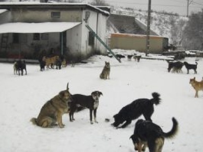 Ewakuacja zwierząt z Sobolewa. Doda żąda prokuratora i ścisłej ewidencji