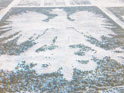 Gigantyczny Biały Orzeł „pojawił się” w lesie w północnej Polsce