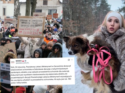 Celebryci i zainteresowanie mediów doprowadziły do zamknięcia patoschroniska w Sobolewie