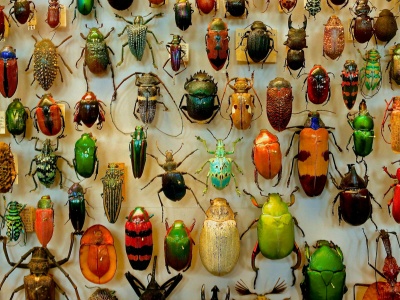 Co by się stało, gdyby zniknęły wszystkie owady?