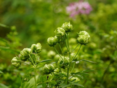 Nawet 5000 zł kary za podlewanie ogródka. Zakazy mogą objąć rekordową liczbę gmin