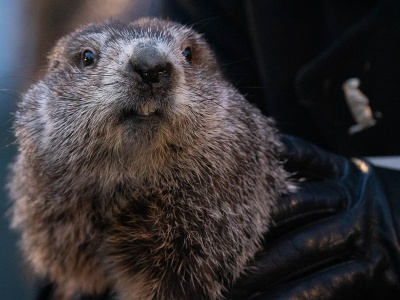 Świstak Phil przepowiedział kolejne sześć tygodni zimy
