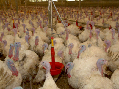 Grypa ptaków w stadzie indyków. Trwa likwidacja ogniska w Wielkopolsce