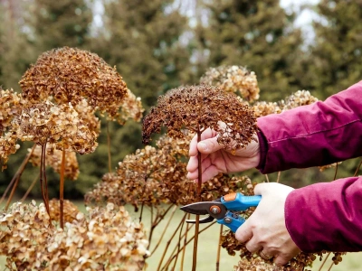 Zrobisz to w dobrym terminie – hortensje obsypią się kwiatami. Spóźnisz się o chwilę i nie zakwitną wcale