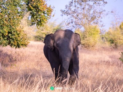 Tajlandia. Kolejna ofiara śmiertelna dzikiego słonia. Władze rozważają radykalne kroki