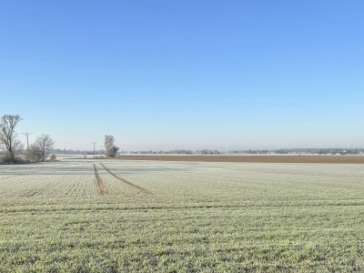 Giełdowy szok po mrozach! Pszenica najwyżej od miesięcy