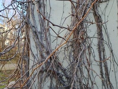 Gdy mróz zelżeje, ogrodnicy będą ciąć winorośl. Ten jeden dzień zadecyduje o całych zbiorach