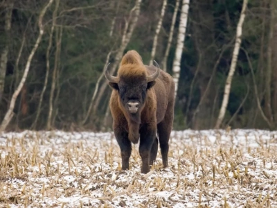 Czy wiesz że … żubr, mimo swojej masy porusza się zaskakująco sprawnie?
