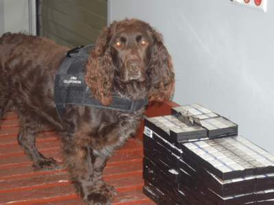 Pies Jagger i jego wyjątkowy węch. Wywęszył ponad 8 tysięcy szt. papierosów w skrytce autokaru