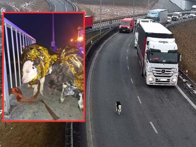 Szok na autostradzie! Cielaki biegały między pędzącymi autami